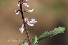 Orthosiphon thymiflorus